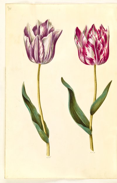 Tulipa gesneriana von Hans Simon Holtzbecker