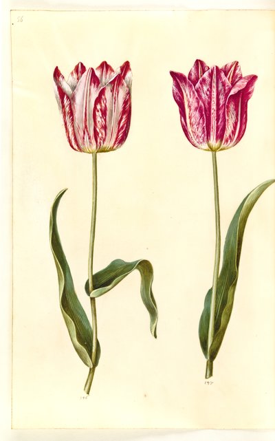 Tulipa gesneriana (Garten-Tulpe) von Hans Simon Holtzbecker