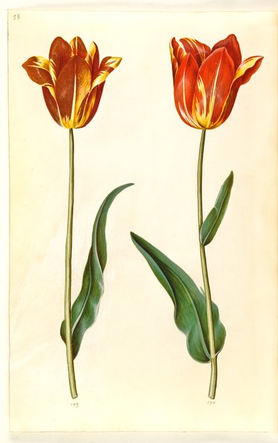 Tulipa gesneriana (Gartentulpe) von Hans Simon Holtzbecker