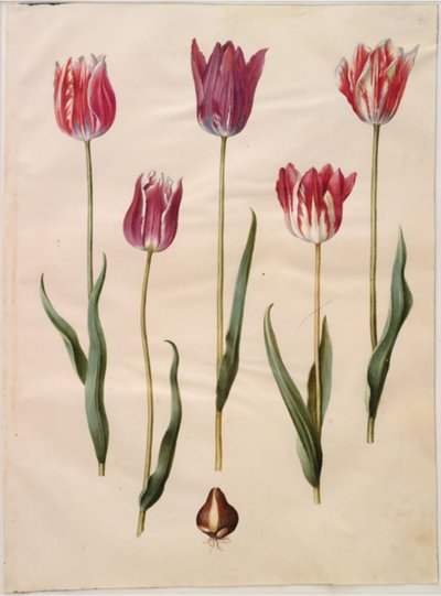 Tulipa gesneriana (Gartentulpe) von Hans Simon Holtzbecker