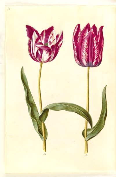 Tulipa gesneriana (Gartentulpe) von Hans Simon Holtzbecker