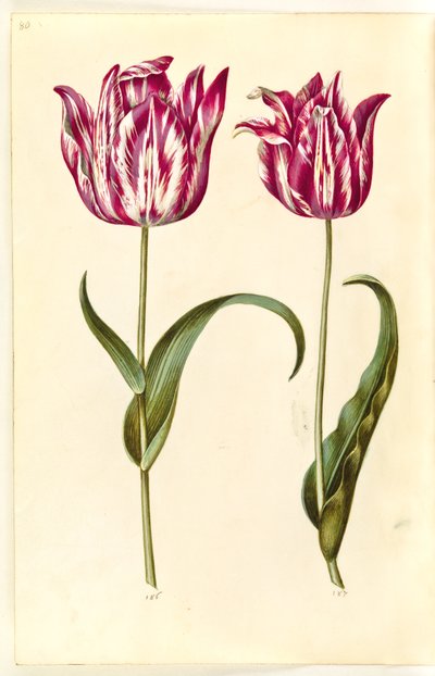 Tulipa gesneriana (Gartentulpe) von Hans Simon Holtzbecker