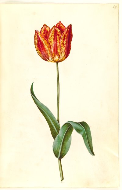 Tulipa gesneriana (Gartentulpe) von Hans Simon Holtzbecker