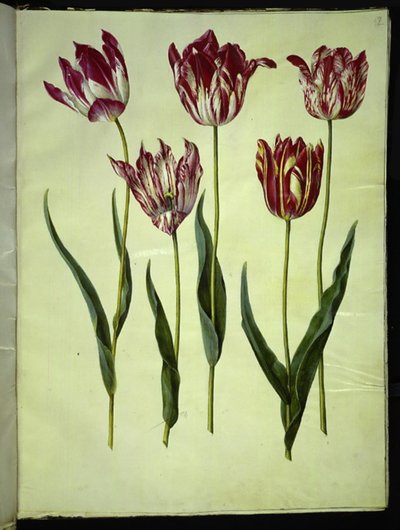 Tulipa gesneriana (Gartentulpe) von Hans Simon Holtzbecker