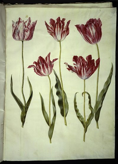 Tulipa gesneriana (Gartentulpe) von Hans Simon Holtzbecker