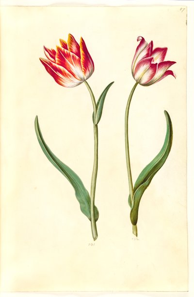 Tulipa gesneriana (Gartentulpe) von Hans Simon Holtzbecker