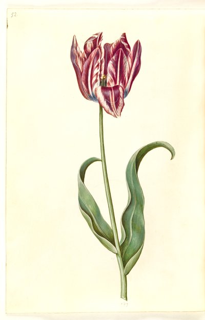 Tulipa gesneriana (Gartentulpe) von Hans Simon Holtzbecker