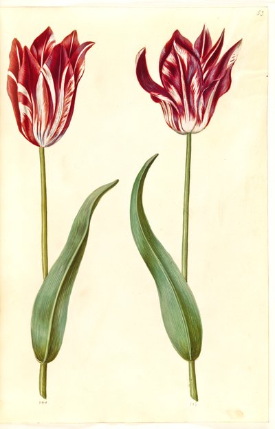 Tulipa gesneriana (Gartentulpe) von Hans Simon Holtzbecker