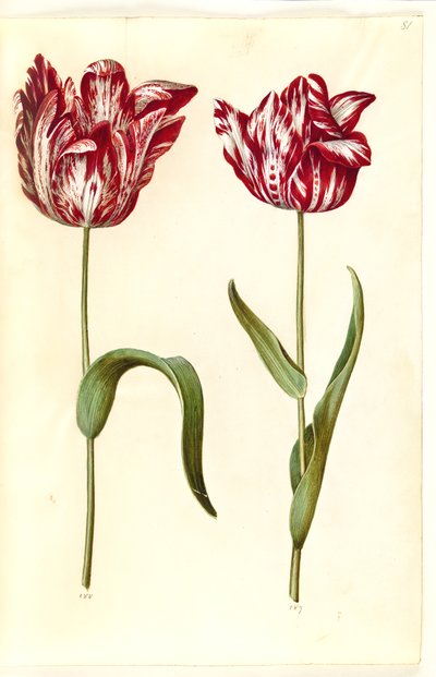 Tulipa gesneriana (Gartentulpe) von Hans Simon Holtzbecker