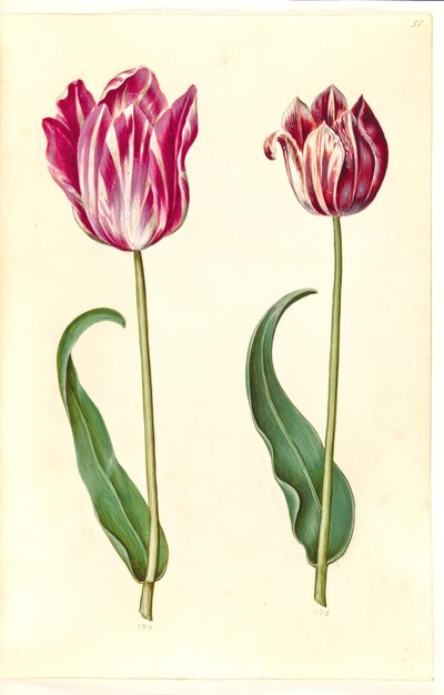 Tulipa gesneriana (Gartentulpe) von Hans Simon Holtzbecker