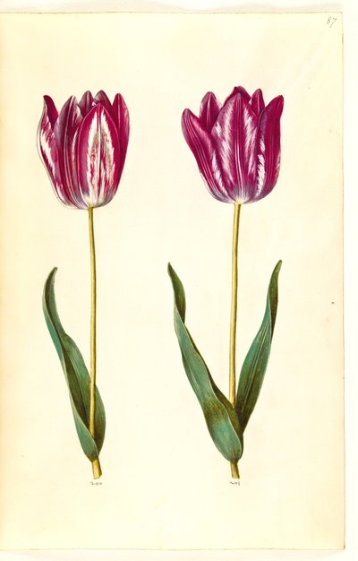 Tulipa gesneriana (Gartentulpe) von Hans Simon Holtzbecker