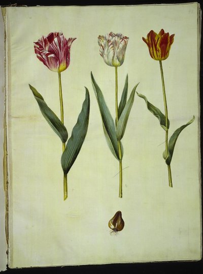 Tulipa gesneriana (Gartentulpe) von Hans Simon Holtzbecker