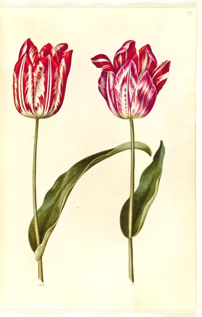 Tulipa gesneriana (Gartentulpe) von Hans Simon Holtzbecker