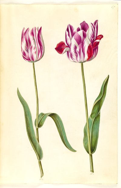 Tulipa gesneriana (Garten-Tulpe) von Hans Simon Holtzbecker