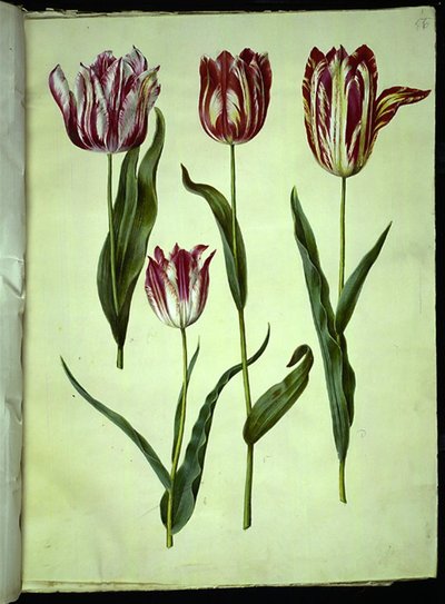 Tulipa gesneriana (Gartentulpe) von Hans Simon Holtzbecker