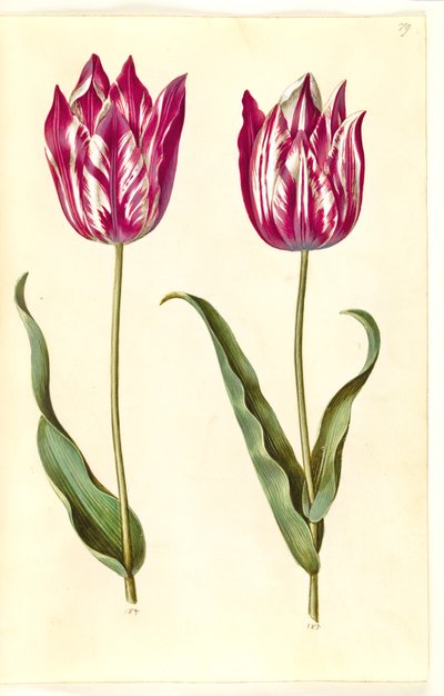 Tulipa gesneriana (Gartentulpe) von Hans Simon Holtzbecker