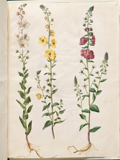Verbascum blattaria (Kandelaber-Königskerze); Verbascum phoeniceum (Purpur-Königskerze) von Hans Simon Holtzbecker