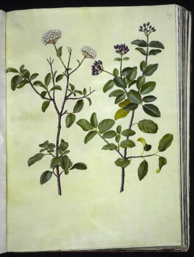 Viburnum tinus (Winterschneeball) von Hans Simon Holtzbecker