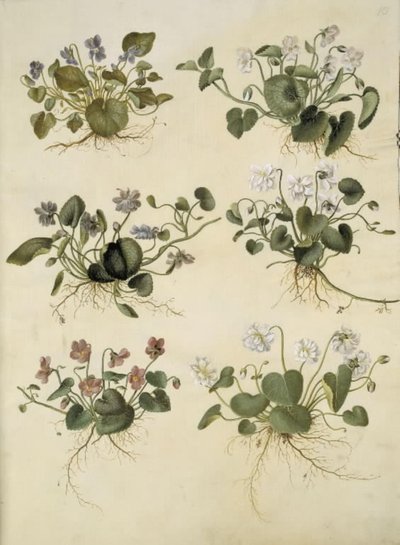 Veilchen (Märzveilchen) von Hans Simon Holtzbecker
