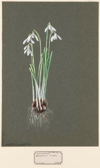 Galanthus nivalis L. Schneeglöckchen, ca. 1903-1915 von Harold Drinkwater