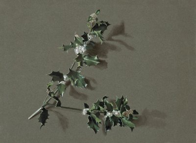 Ilex aquifolium L. Gemeine Stechpalme, ca. 1870-1920 von Harold Drinkwater
