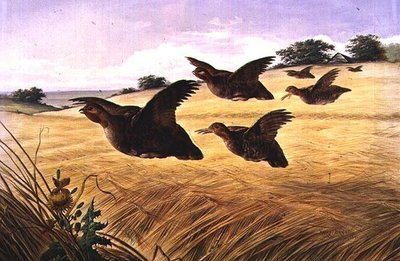 Ein prächtiges, pralles Koven von Harry Bright