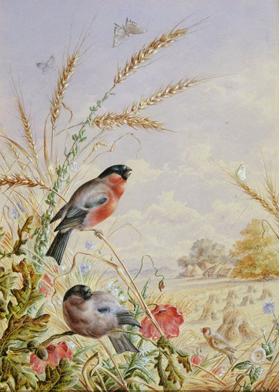 Gimpel in einem Erntefeld von Harry Bright