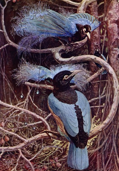 Der blaue Paradiesvogel von Harry Hamilton after Johnston