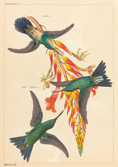 Drei Kolibris mit Pflanze von Heinrich Gottlieb Ludwig Reichenbach