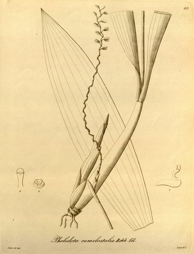 Illustration von Pholidota camelostalix von Heinrich Gustav Reichenbach
