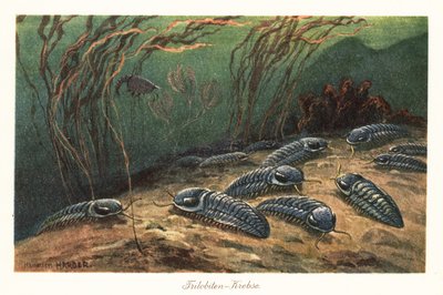Ausgestorbene Trilobiten auf dem Meeresboden von Heinrich Harder