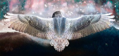Wage es zu fliegen, 2019 von Helen White