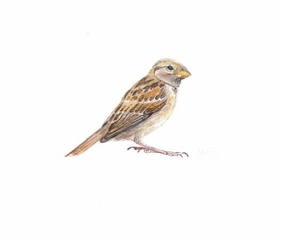 Weiblicher Spatz II von Helen White