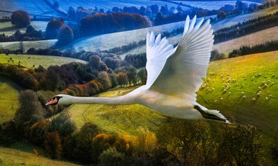 Erster Flug des Morgens von Helen White