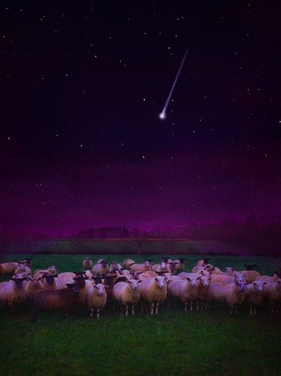 Herde bei Nacht, 2019 von Helen White