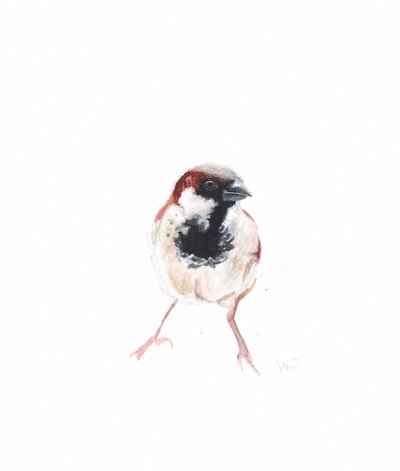 Männlicher Spatz I von Helen White