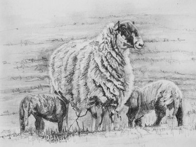 Stolzes Mutterschaf, 2012 von Helen White