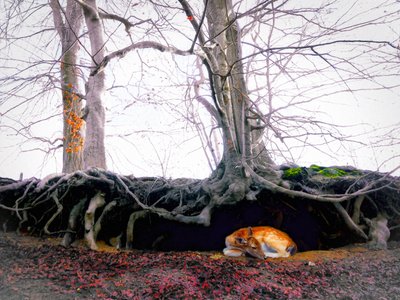 Zuflucht, 2018 von Helen White