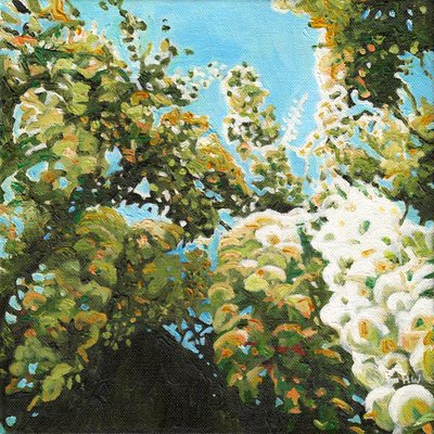 Weiße Wisteria von Helen White
