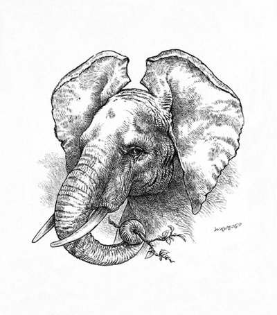 Afrikanischer Elefant, um 1900 von Helena J. Maguire