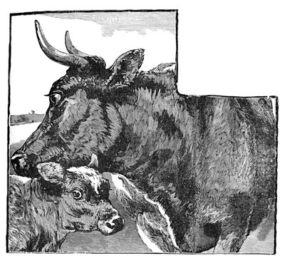 Kuh und Kalb, um 1900 von Helena J. Maguire