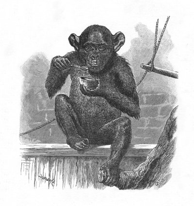 Der Schimpanse Sally, ca. 1900 von Helena J. Maguire