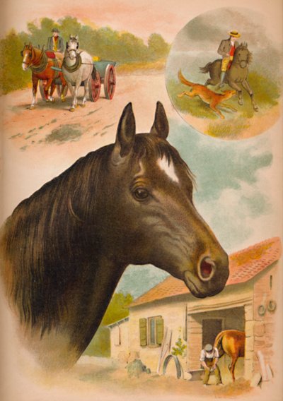 Das Pferd, ca. 1900 von Helena J. Maguire