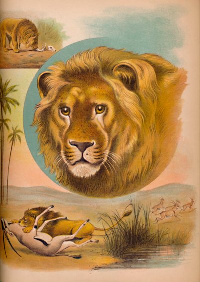 Der Löwe, um 1900 von Helena J. Maguire