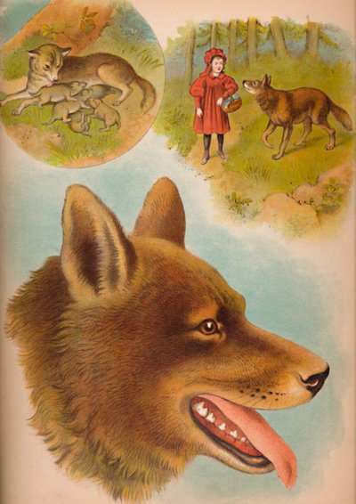 Der Wolf, um 1900 von Helena J. Maguire