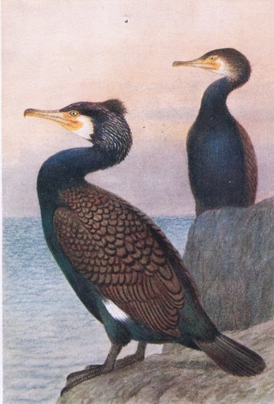 Kormoran, Postkarten, 1930er Jahre von Hendrik Gronvold