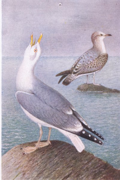 Silbermöwe, Postkarten, 1930er Jahre von Hendrik Gronvold