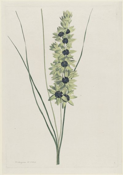Afrikanische Iris (Ixia maculata viridis) von Hendrik Schwegman