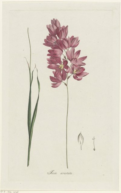 Ixia patens Aiton (Ixia aristata) von Hendrik Schwegman