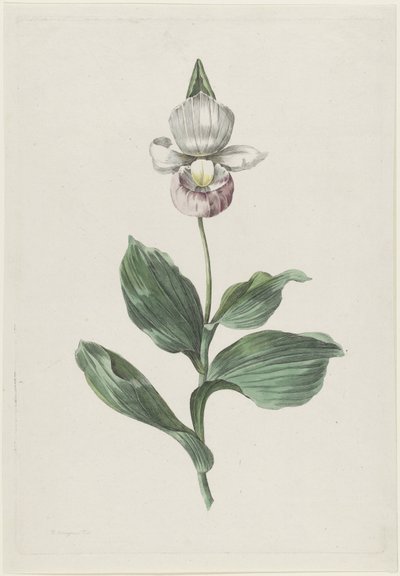 Orchidee Frauenschuh (Cypripedium reginae Walter) von Hendrik Schwegman